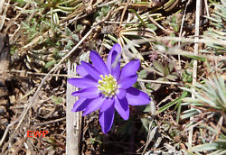 Lycian Wildlife Trek